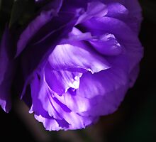 Soft lithianthus mystery. by Lozzar Flowers & Art