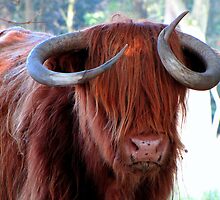Do you like my Curls? by Hans Bax