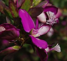 Polygala myrtifolia 'Grandiflora' / Sweet Pea Shrub by Dusker