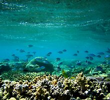 Knuckle Reef by Joshdbaker