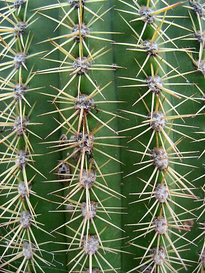 flat cactus