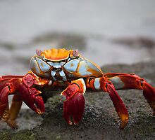 Bid reg crab by becks78