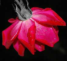 Dewy Love by Adrena87