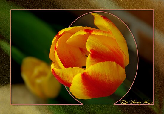 Tulip Mickey Mouse by MarianaEwa Tulip Mickey Mouse by MarianaEwa