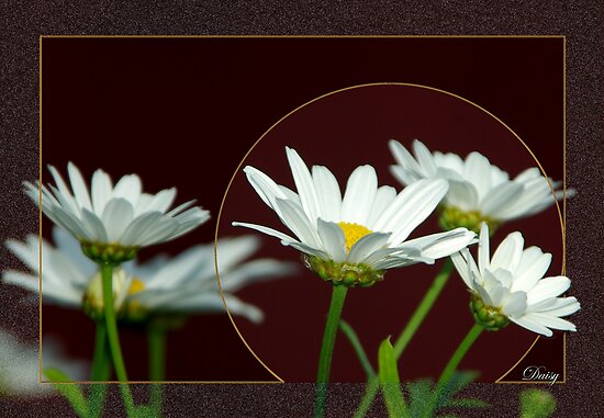 Daisy by MarianaEwa Daisy by MarianaEwa
