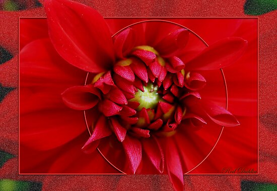 Dahlia by MarianaEwa Dahlia by MarianaEwa