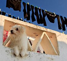 defending the washing, Marvao, Alto Alentejo, Portugal by Andrew Jones