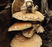 Destructive Pholiota and Emmitt by Carla Wick/Jandelle Petters