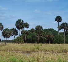 Slice Of Olde Florida by florene welebny