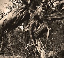 Spooky Hallow by Cheri Bouvier-Johnson