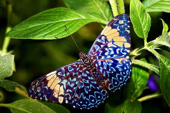 Butterfly Cracker