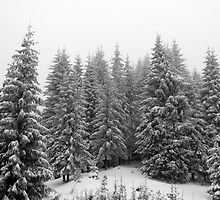 Fir tree forest in hard winter. by demigod