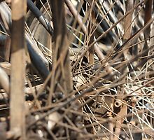 Commuter Bicycle Spokes, Mumbai, India by RIYAZ POCKETWALA