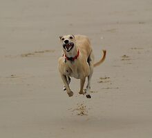 Flying High by Sally J Hunter