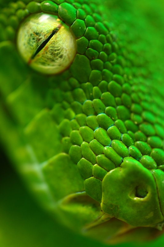 Green Python, Papua New Guinea. by panvorax