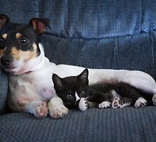 The Baby Sitter by Ronda Sliter