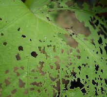 Green With Envy by Rebekah McLeod