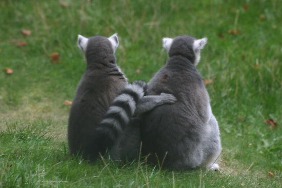 Two Lemurs