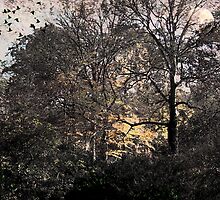 And you can hear the crickets at night by Judi Taylor