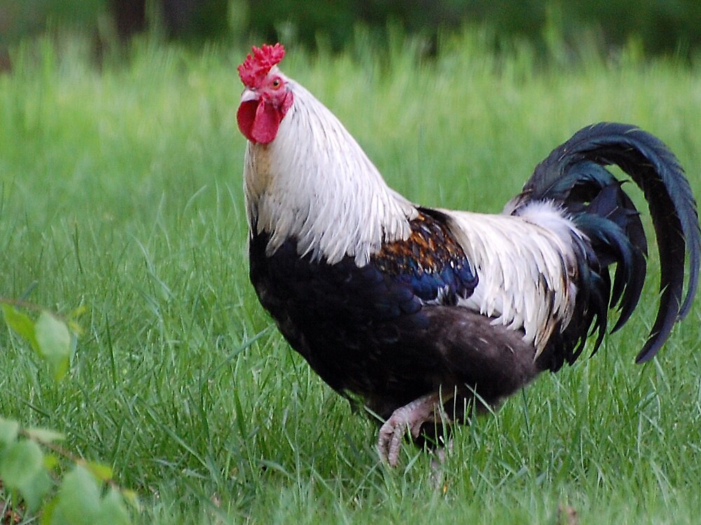 Корниш куры красивые фото и картинки — Каталог Фото