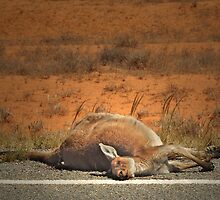 Roadkill by Peter Hammer