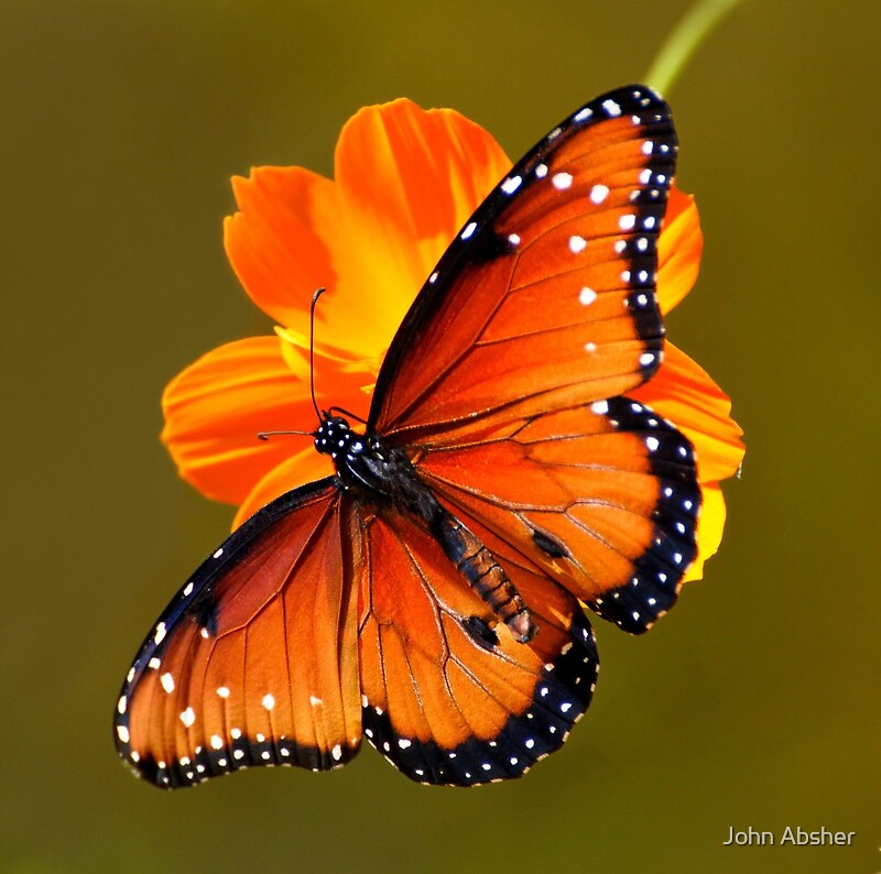 "Queen Butterfly Butterfly Exhibit at Tucson Bontanic Gardens" by John Absher Redbubble