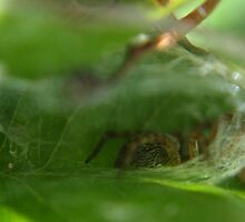 Come out, come out, where ever you are! by BecQuist