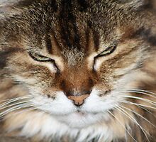 Up close they still look soft by Michael Jenkins