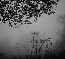 Winter's gloom by Jeremy Wallace