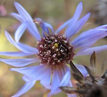 Indigo Sweetness by MarianBendeth