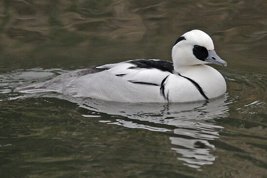 male smew