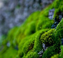 Mossy Micro Scape by Pinhead Industries