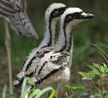 Twins by Anna Koetz