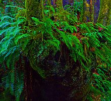 "Where the wild fern grows" in Snoqualmie Eden by Robert C Richmond