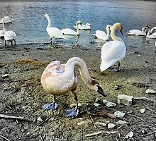 Swans on the Danube river bank by robertpatrick