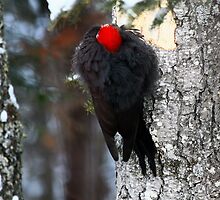 " Pileated Woodpecker " alias " Jackhammer " by fortner