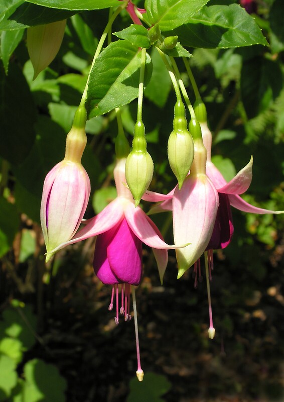 "Fuchsia "Rose of Castile"" Framed Prints by Philip Mitchell Redbubble