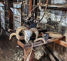 Quiet in the Shearing Shed by Clare McClelland