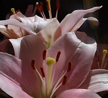 Singing a song of delight by Lozzar Flowers & Art