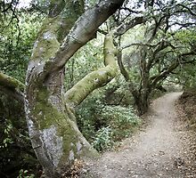 Gnar Trees by Andrew Moore