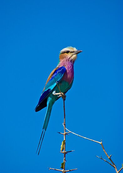 Botswana National Bird