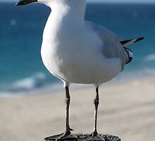 Do I Look Good In Profile? by Ian Ker