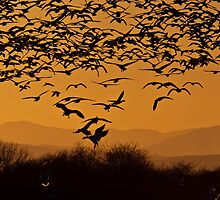 Wintering Snow Geese by David Friederich