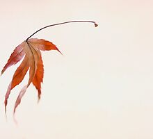 defying gravity by NEmens