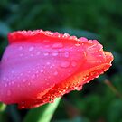 Tulip after the Storm by Fibby-Infinity