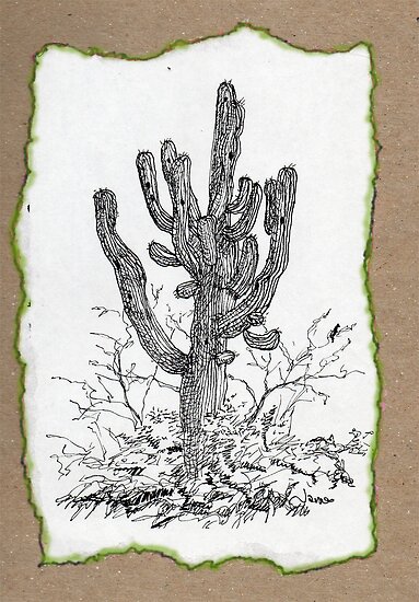 saguaro cactus drawing