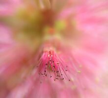 P I N K © e x p l o s i o n o f e c s t a s y by Vicki Ferrari