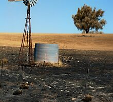 Our Australian Summer . . . by Rosalie Dale