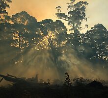 Montagu bushfire , far nor west Tasmania , Australia by phillip wise