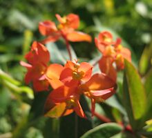 Orange Tryst Flowers by MarianBendeth